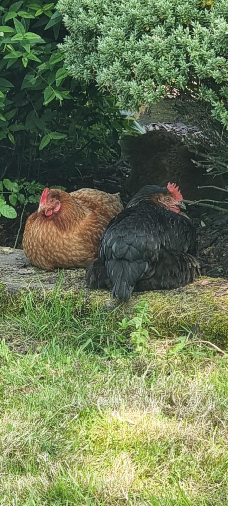 Gites Ferme De La Baie Roz sur Couesnon Bagian luar foto